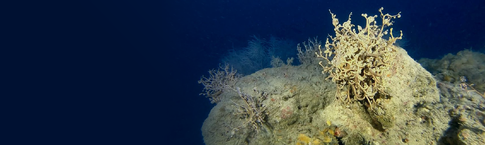 top banner for website